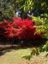 autumn_leaves_2_lr.jpg (88270 bytes)
